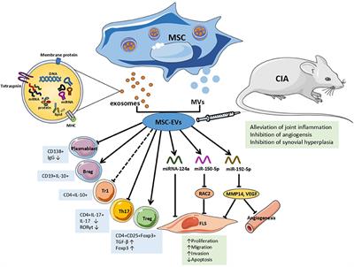 Immunomodulatory Effects of Mesenchymal Stem Cells and Mesenchymal Stem Cell-Derived Extracellular Vesicles in Rheumatoid Arthritis